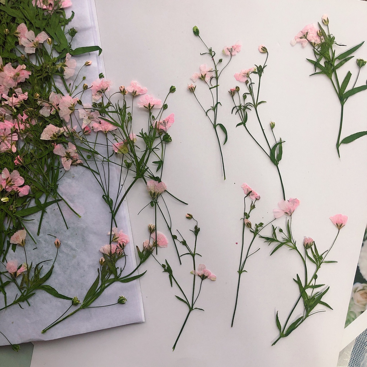 Dried Flower Bookmark - 12 Buah 5-6Cm Kepala Bunga Kering