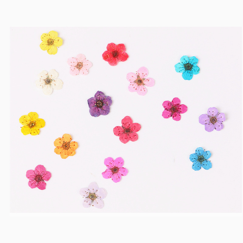 Dried Flower Bookmark - 60 Buah Mini Dipencet Kering Narcissus