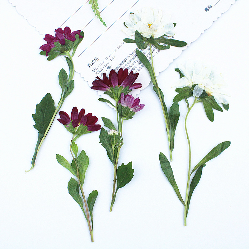Dried Flower Bookmark - 24 Buah, Bunga Krisan Mini Kering