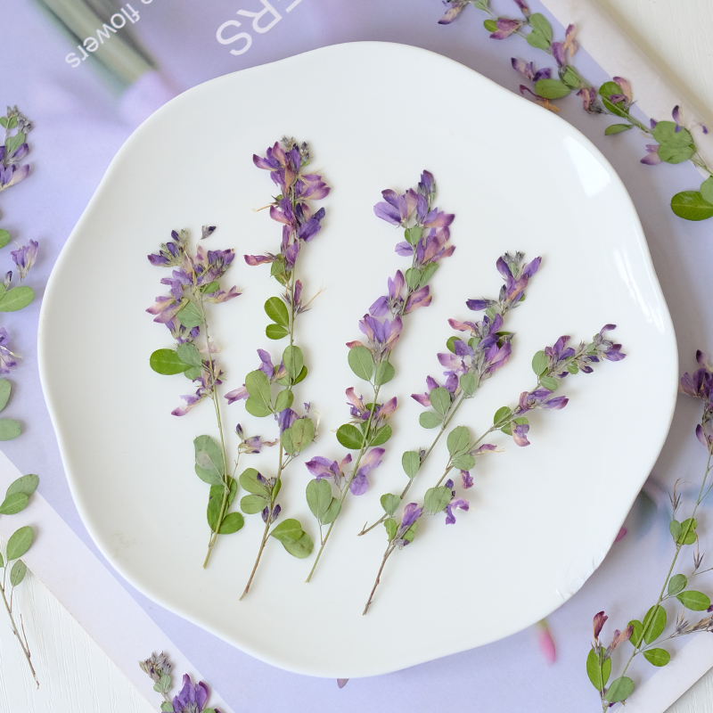 6 Buah, Bunga Kering Lespedeza - Dried Flower Bookmark ulasan dan harga
