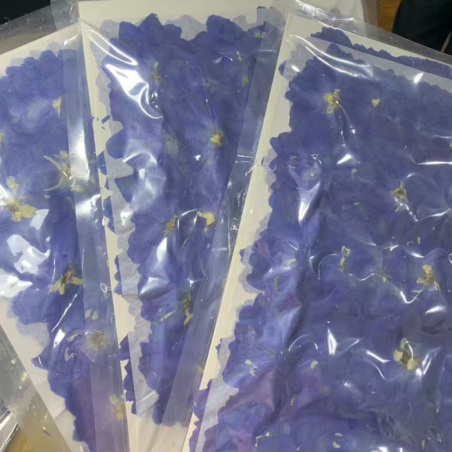 1000pcs Bunga Konsolida Ajacis - Dried Flower Bookmark ulasan dan harga
