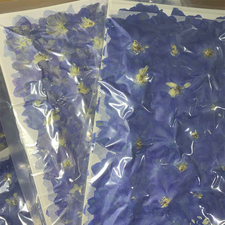 1000pcs Bunga Konsolida Ajacis - Dried Flower Bookmark ulasan dan harga
