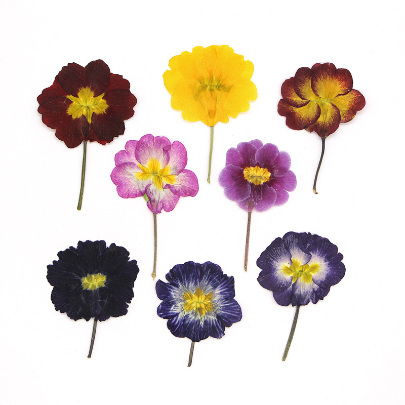 48Pcs Bunga Primrose Eropa Ker - Dried Flower Bookmark ulasan dan harga