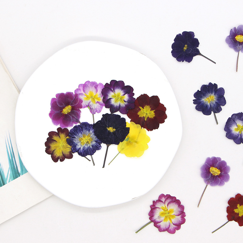 48Pcs Bunga Primrose Eropa Ker - Dried Flower Bookmark ulasan dan harga