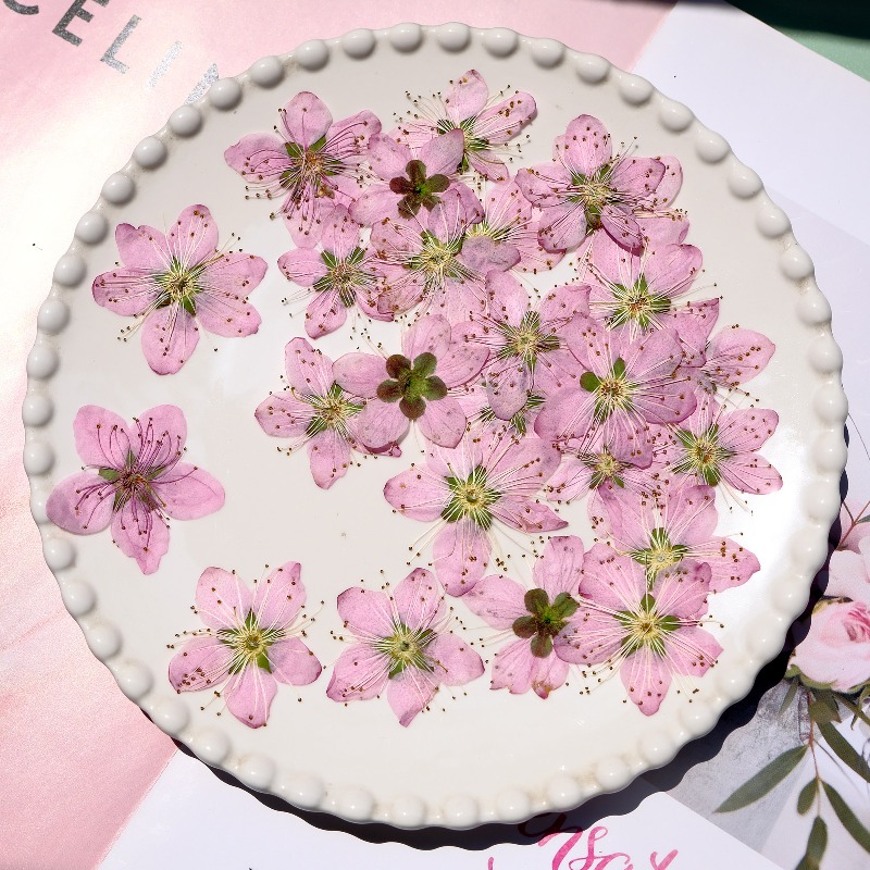 3-4cm./6pcs, Bunga Persik Keri - Dried Flower Bookmark ulasan dan harga