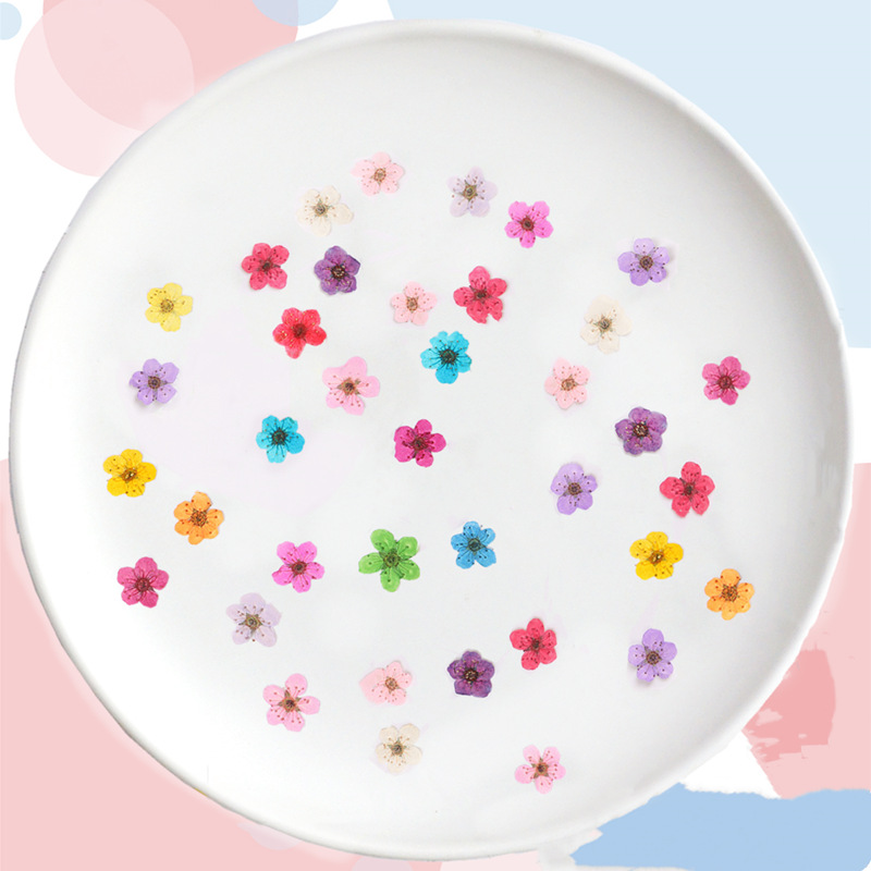 60 Buah Mini Dipencet Kering N - Dried Flower Bookmark ulasan dan harga