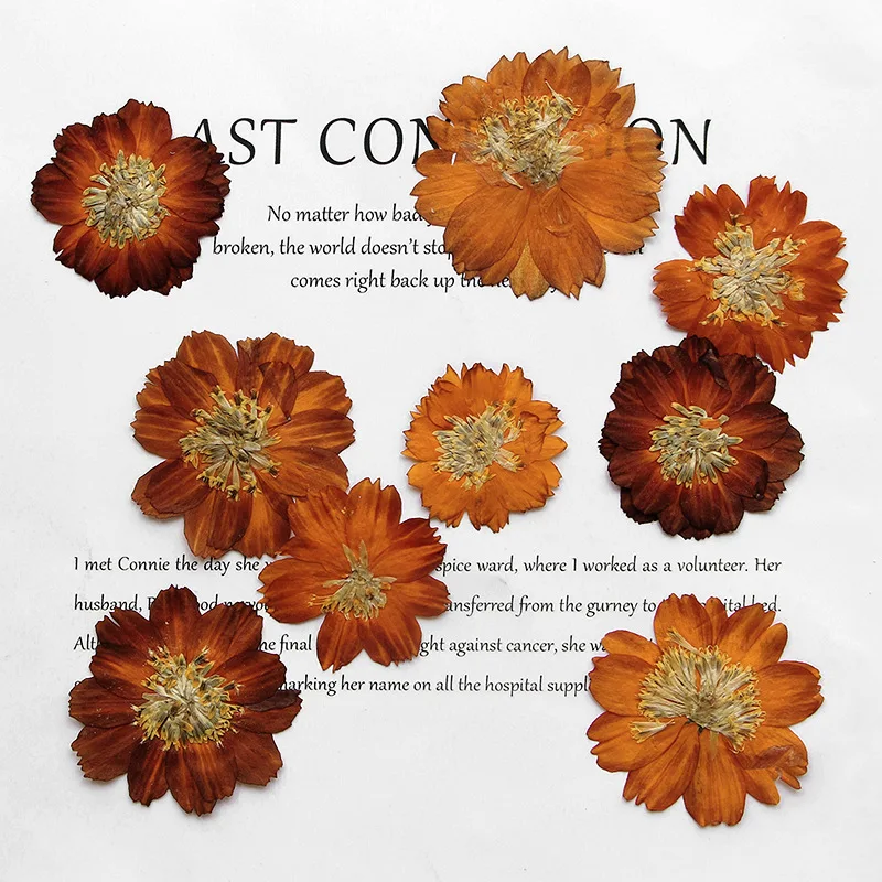 12 Buah/3-5Cm, Krisan Thiohua  - Dried Flower Bookmark ulasan dan harga