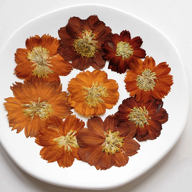 12 Buah/3-5Cm, Krisan Thiohua  - Dried Flower Bookmark ulasan dan harga
