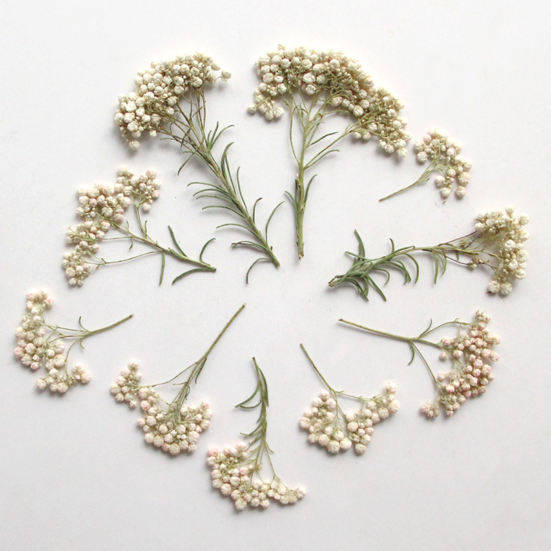 12pcs, Ranting Bunga Millet Al - Dried Flower Bookmark ulasan dan harga