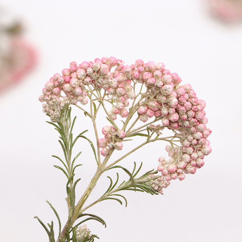 12pcs, Ranting Bunga Millet Al - Dried Flower Bookmark ulasan dan harga