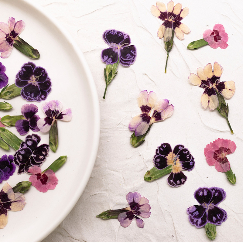 24pcs, Bunga Dianthus Kering A - Dried Flower Bookmark ulasan dan harga