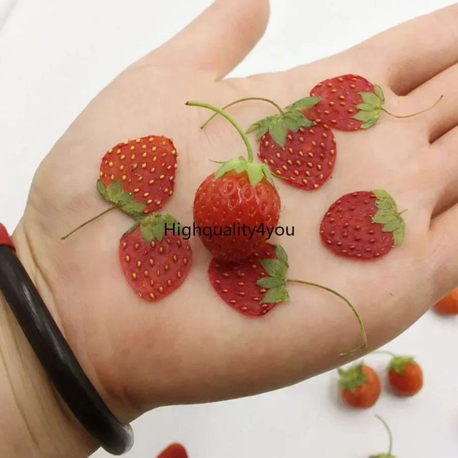 10 buah buah kering kering bua - Dried Flower Bookmark ulasan dan harga