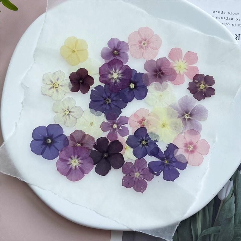 12pcs, Bunga Kering Tekan Semi - Dried Flower Bookmark ulasan dan harga