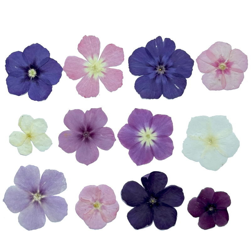 12pcs, Bunga Kering Tekan Semi - Dried Flower Bookmark ulasan dan harga